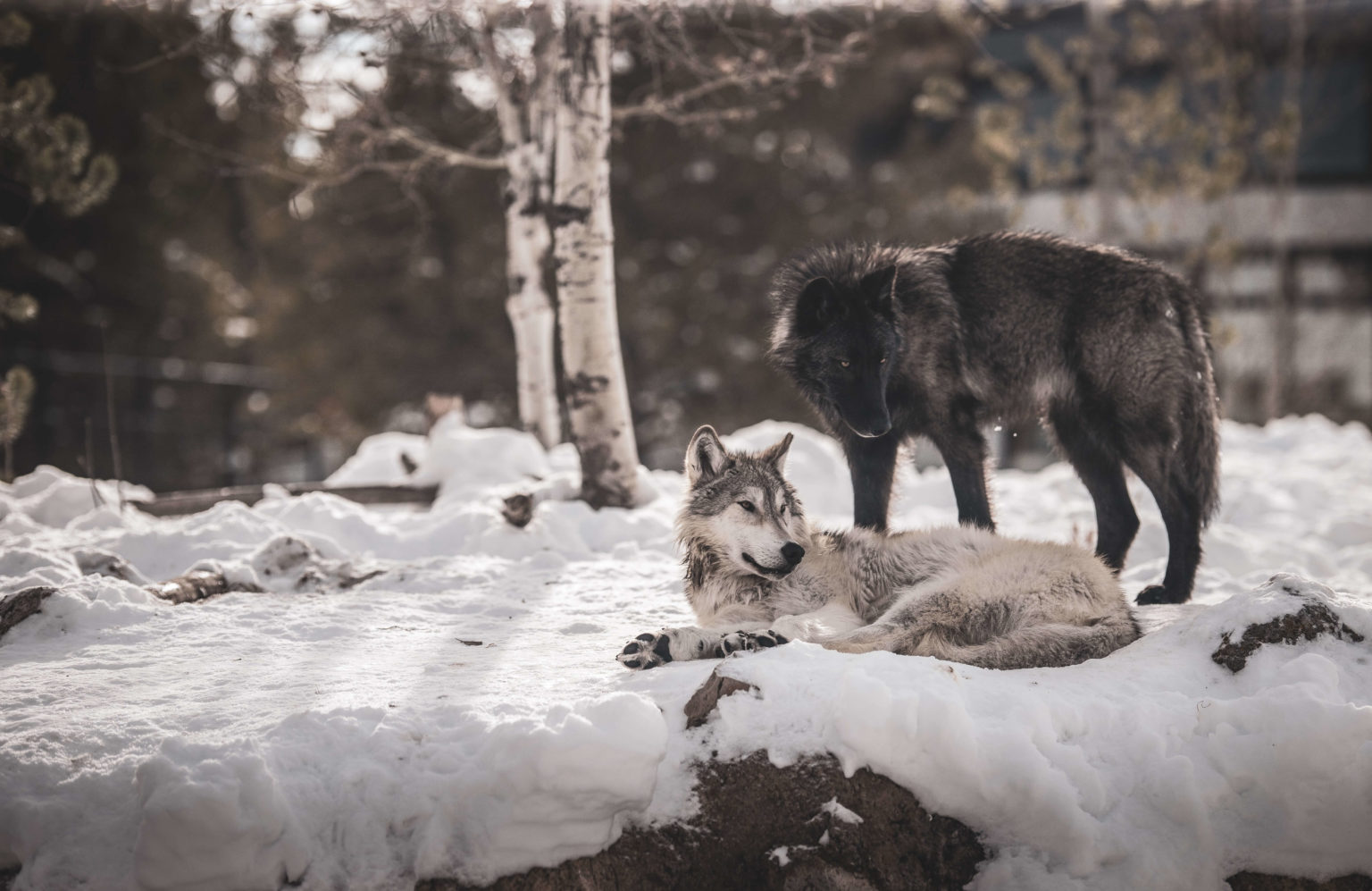 Wolves of the Rockies - Protecting Yellowstone & Rocky Mountain Wolves